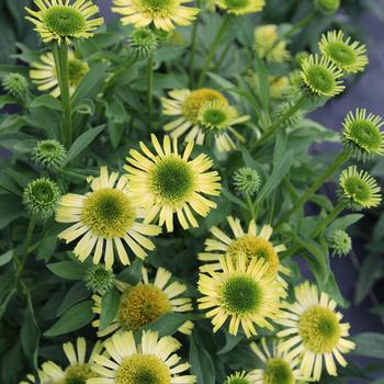 Echinacea purpurea Supreme™ 'Lime' (311651)