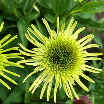 Echinacea purpurea Supreme™ 'Lime' (311652)