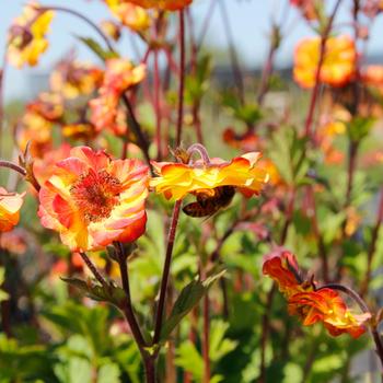 Geum coccineum Tempo™ 'Fiesta' (311655)