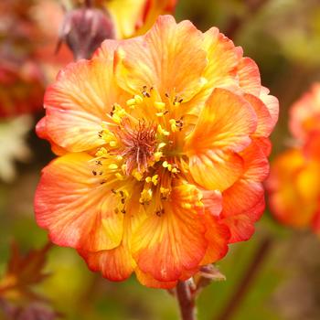 Geum coccineum Tempo™ 'Fiesta' (311656)