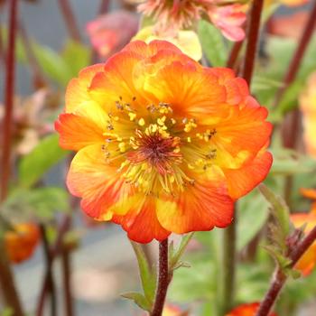 Geum coccineum Tempo™ 'Fiesta' (311657)