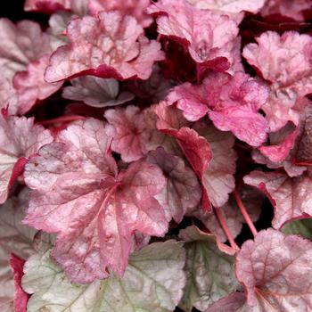 Heuchera 'Iridescent' (311658)
