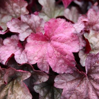 Heuchera 'Iridescent' (311660)