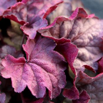 Heuchera 'Iridescent' (311661)