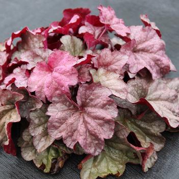 Heuchera 'Iridescent'
