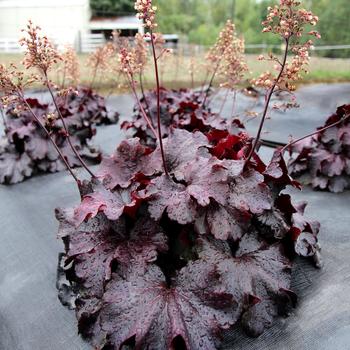 Heuchera sanguinea 'Rosewood' (311663)