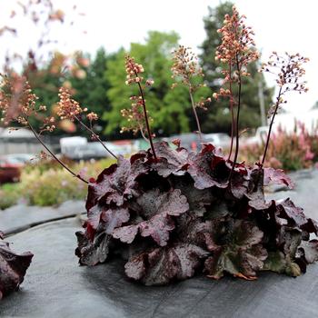 Heuchera sanguinea 'Rosewood' (311665)