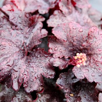 Heuchera sanguinea 'Rosewood' (311666)