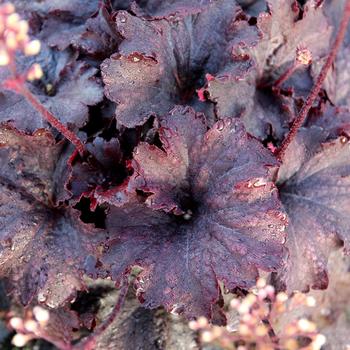 Heuchera sanguinea 'Rosewood' (311667)