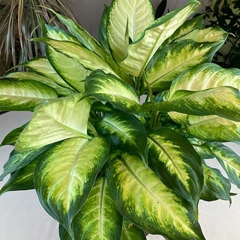 Dieffenbachia