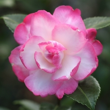 Camellia sasanqua 'Leslie Ann'