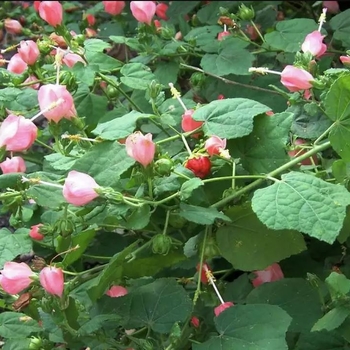 Malvaviscus arboreus var drummondii 'Pam's Pink'