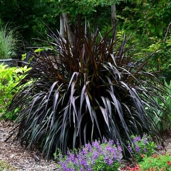 Pennisetum 'Tift 10' PP25515