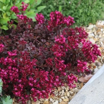 Sedum spurium 'Voodoo'
