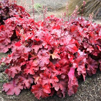 Heuchera 'Testarossa' (311696)
