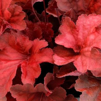 Heuchera 'Testarossa' (311697)