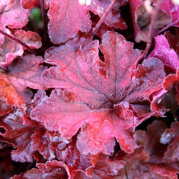 Heuchera 'Testarossa' (311698)