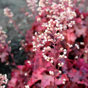 Heuchera 'Testarossa' (311699)