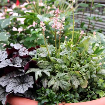 Heucherella 'Pink Stardust' (311700)