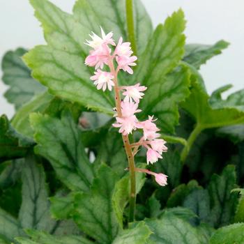 Heucherella 'Pink Stardust' (311701)