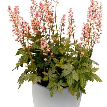 Heucherella 'Pink Stardust' (311702)