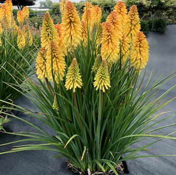 Kniphofia 'Butter Brickle' PPAF