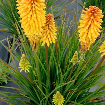 Kniphofia Poco™ 'Butter Brickle' (311704)