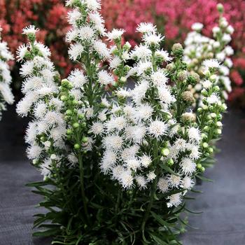Liatris 'White Feather' (311705)