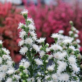 Liatris 'White Feather' (311706)