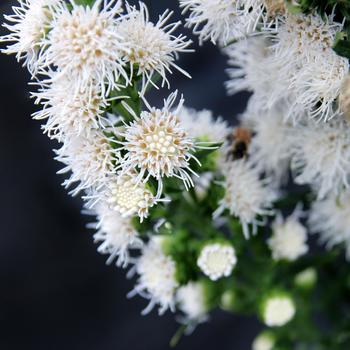 Liatris 'White Feather' (311707)