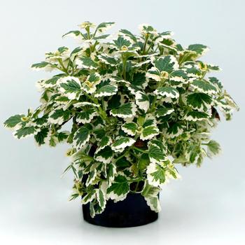 Plectranthus Nova® 'Brilliant' (311708)