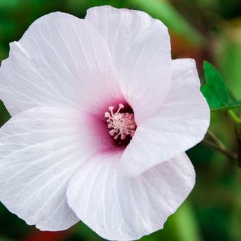 Hibiscus laevis