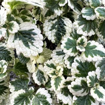 Plectranthus Nova® 'Brilliant' (311711)