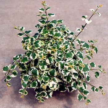 Plectranthus Nova® 'Brilliant' (311712)