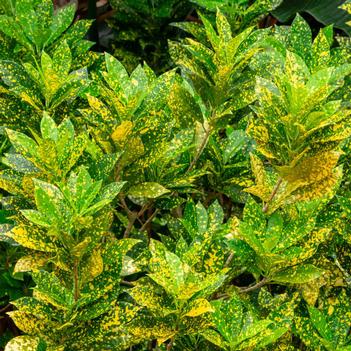 Codiaeum variegatum 'Gold Dust'