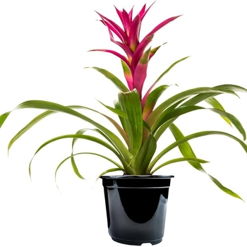 Guzmania