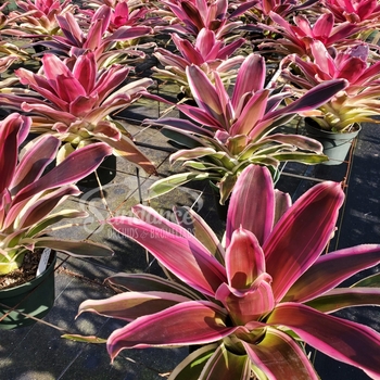 Neoregelia