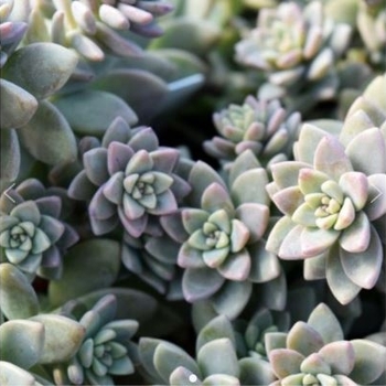 Sedeveria 'Blue Elf'