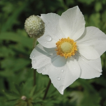 Anemone sylvestris 'Spring Beauty White'
