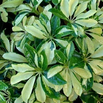 Schefflera arboricola 'Trinette' 