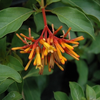 Hamelia patens 'Compacta'