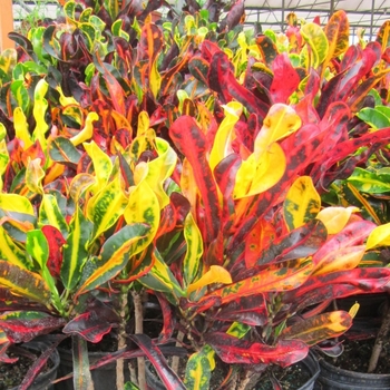 Codiaeum variegatum 'Mammy' 