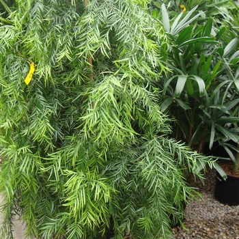 Podocarpus gracilior