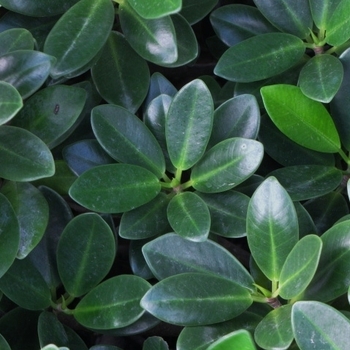 Ficus microcarpa 'Green Island' 