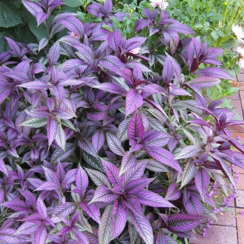 Strobilanthes anisophyllus 'Purpurea'