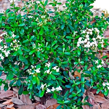 Viburnum obovatum 'Densa' 