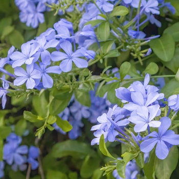 Plumbago auriculata 'Imperial Blue'