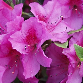 Rhododendron 'Formosa Lavender'