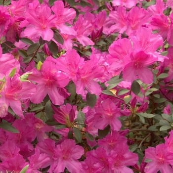 Rhododendron indica 'Southern Charm'