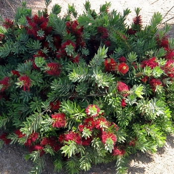Callistemon viminalis 'LJ1' PP27331